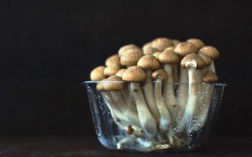Do magic mushrooms go bad?