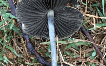 Blue Meanies Mushroom Wiki
